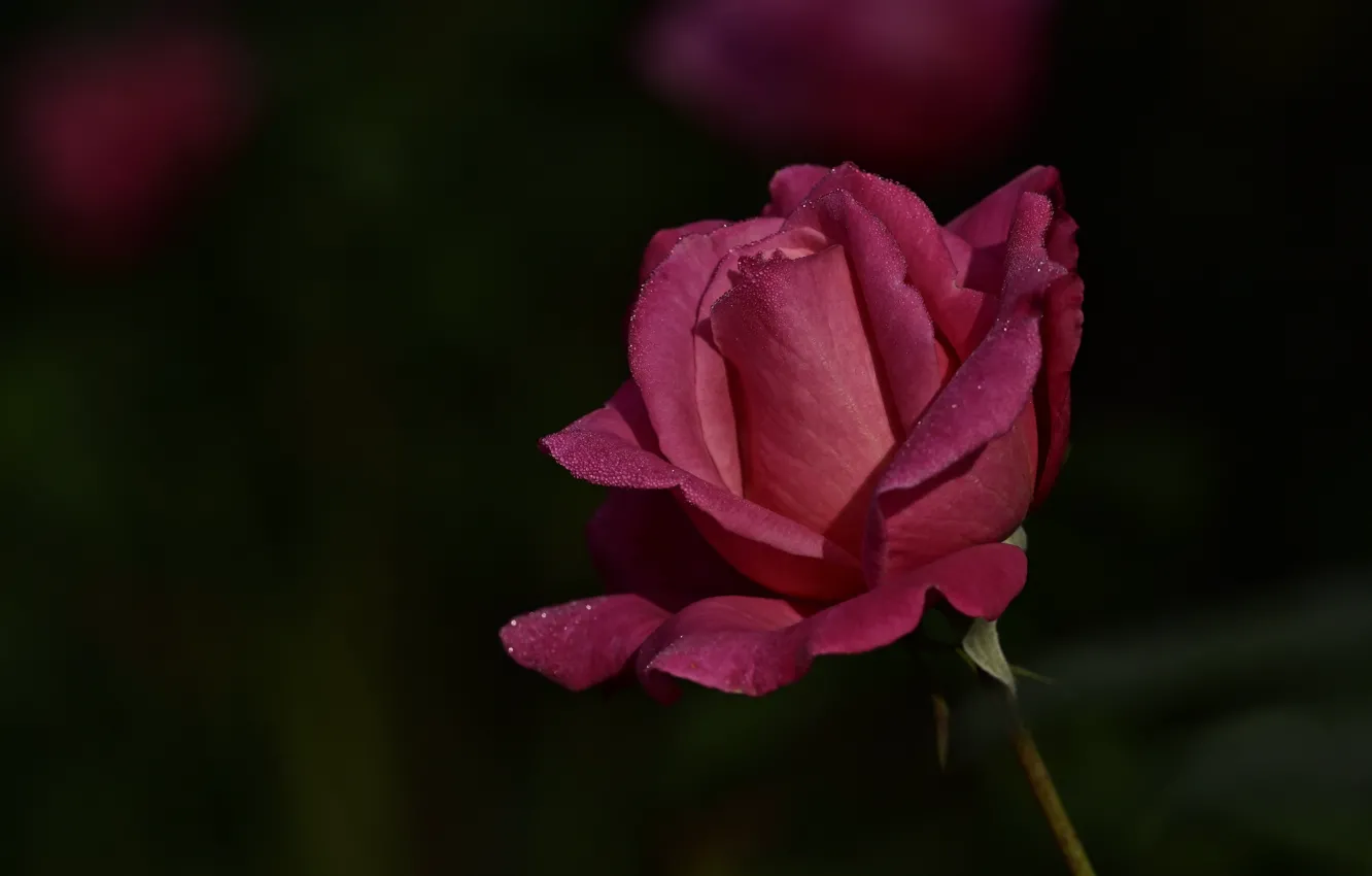 Фото обои цветок, капли, темный фон, розовая, роза, стебель