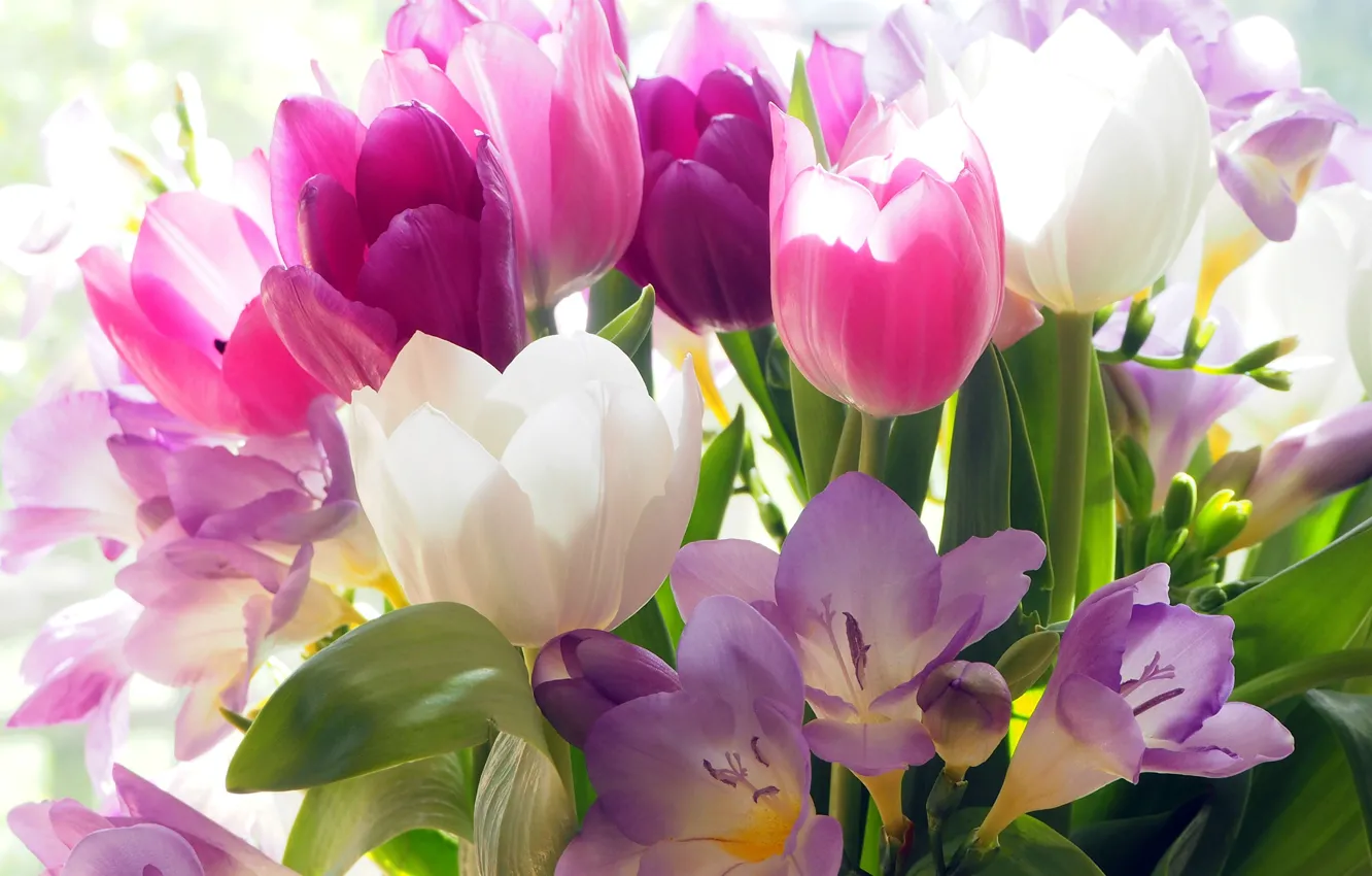 Фото обои цветы, крокусы, тюльпаны, бутоны, разноцветные, боке