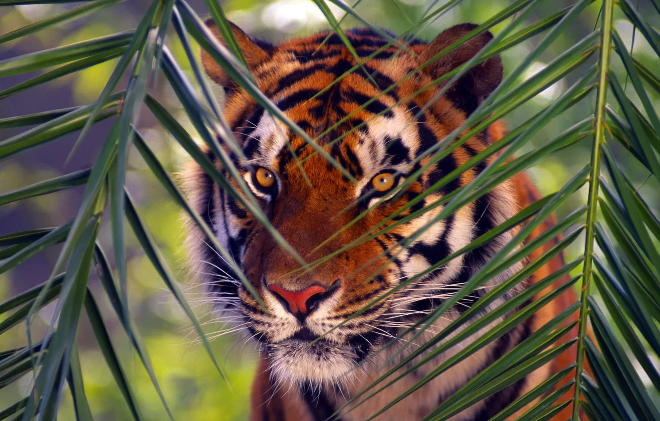 Фото обои животные, тигр, ветка, Bengal Tiger