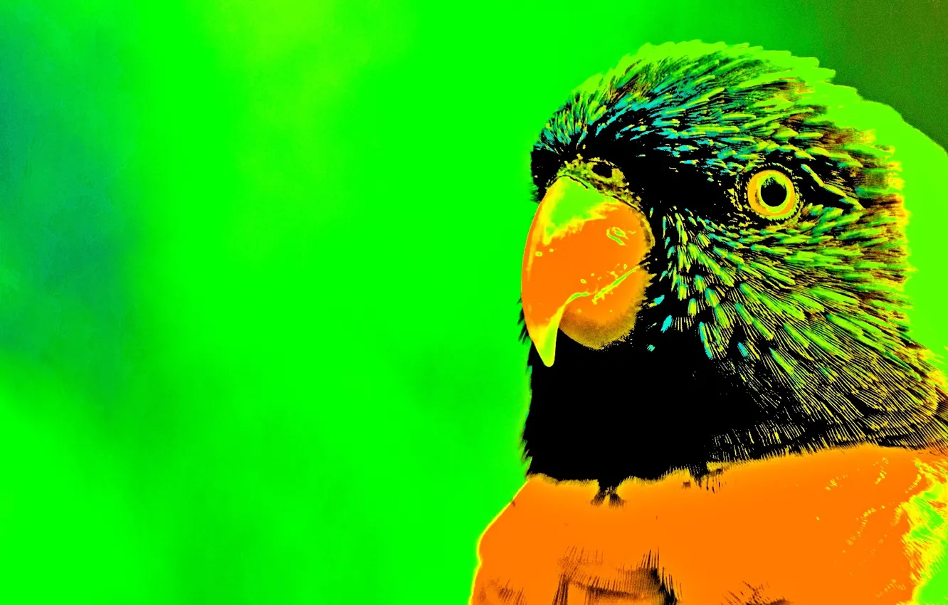 Фото обои bird, creative, my world