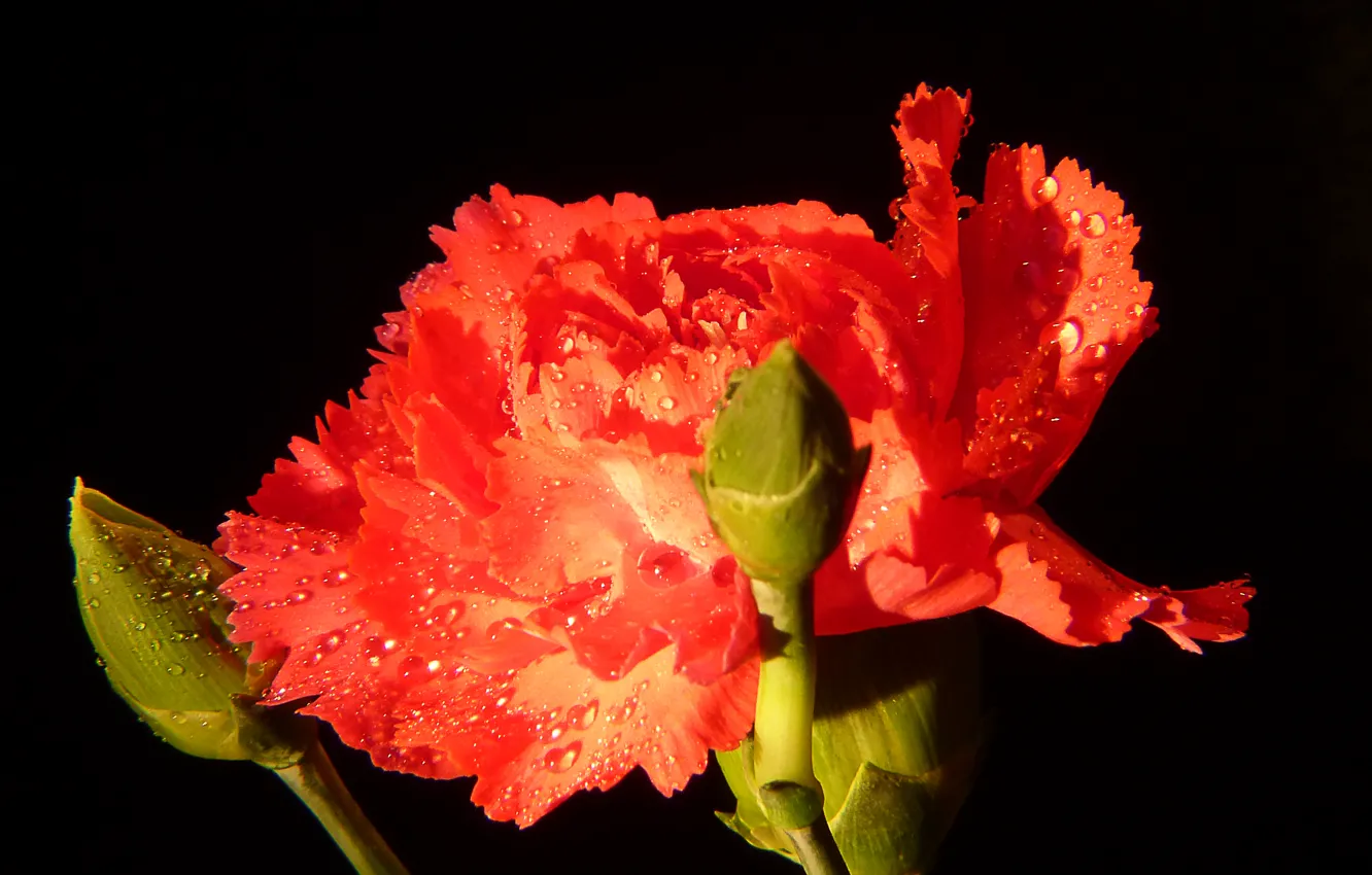 Фото обои капли, макро, red, красная, Гвоздика, macro, drops, Carnation