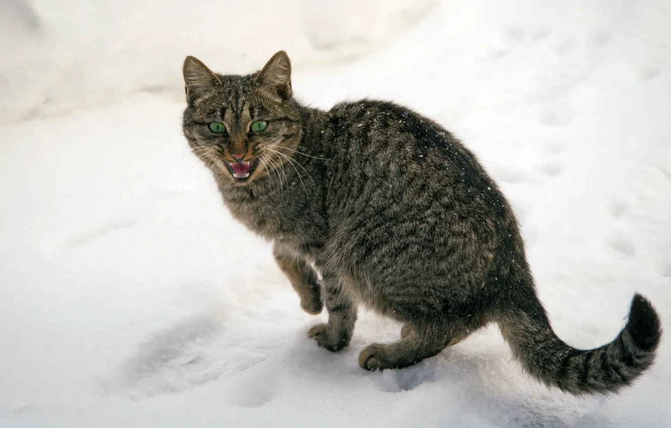 Фото обои зима, кошка, кот, снег, зеленоглазый, замерз, мяукает, бедный