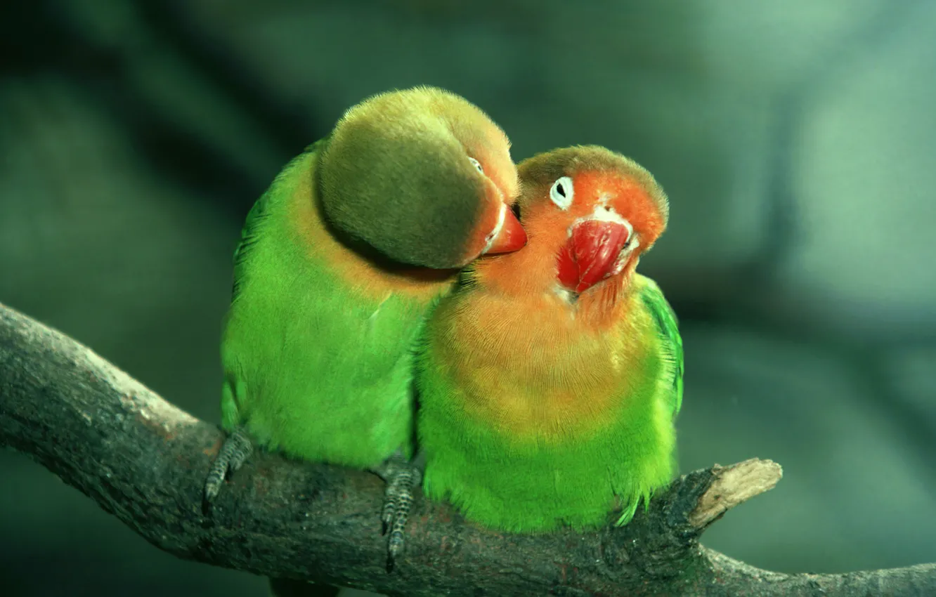 Фото обои любовь, зеленые, попугайчики