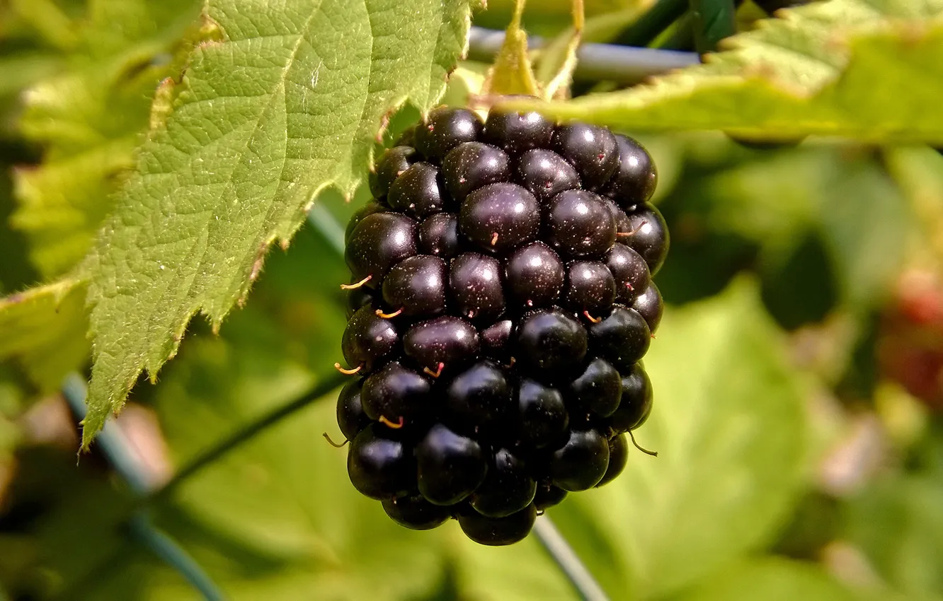 Фото обои fruit, raspberries, tasty, black raspberry
