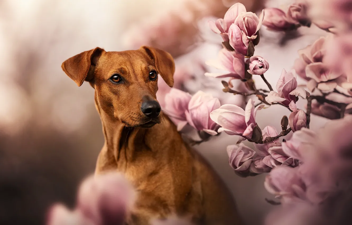Фото обои ветки, собака, цветение, цветки, магнолия, Родезийский риджбек