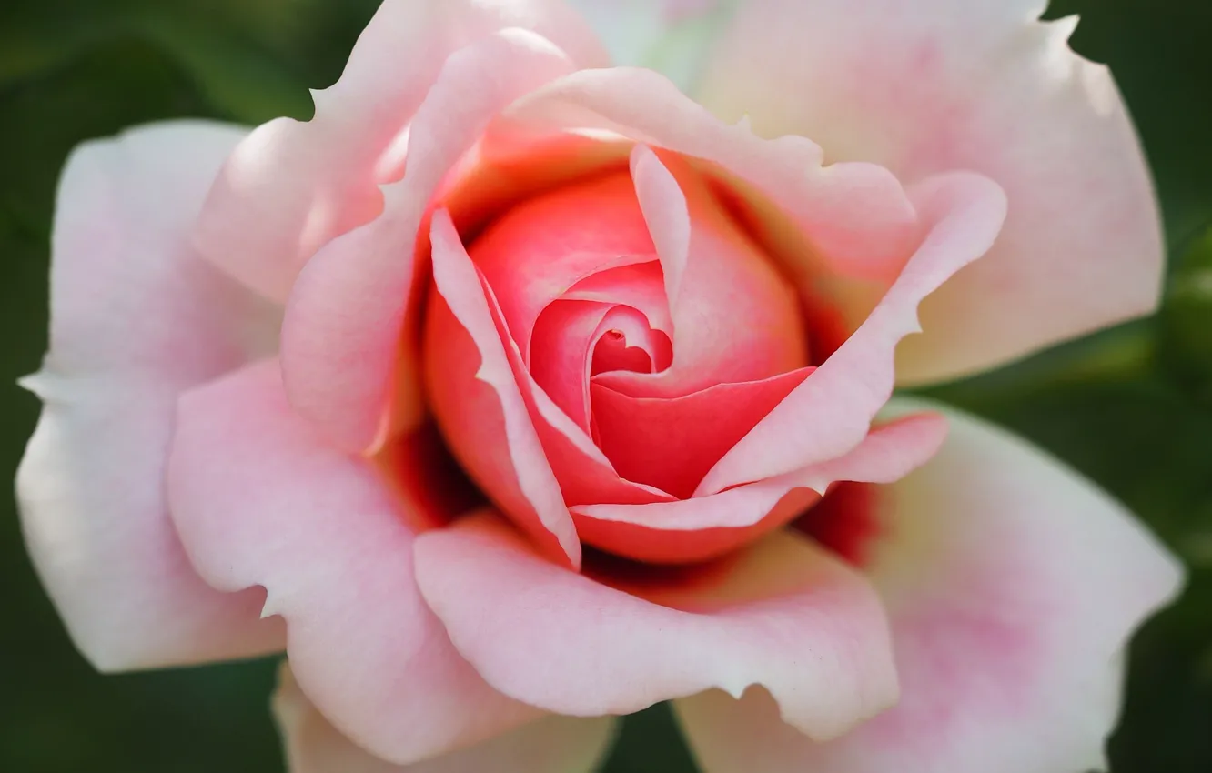 Фото обои роза, лепестки, Розовая