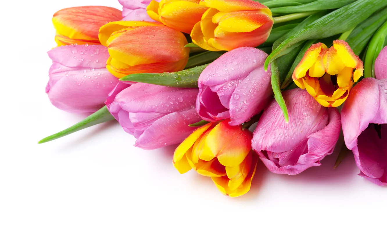 Фото обои цветы, букет, colorful, тюльпаны, pink, flowers, tulips, spring