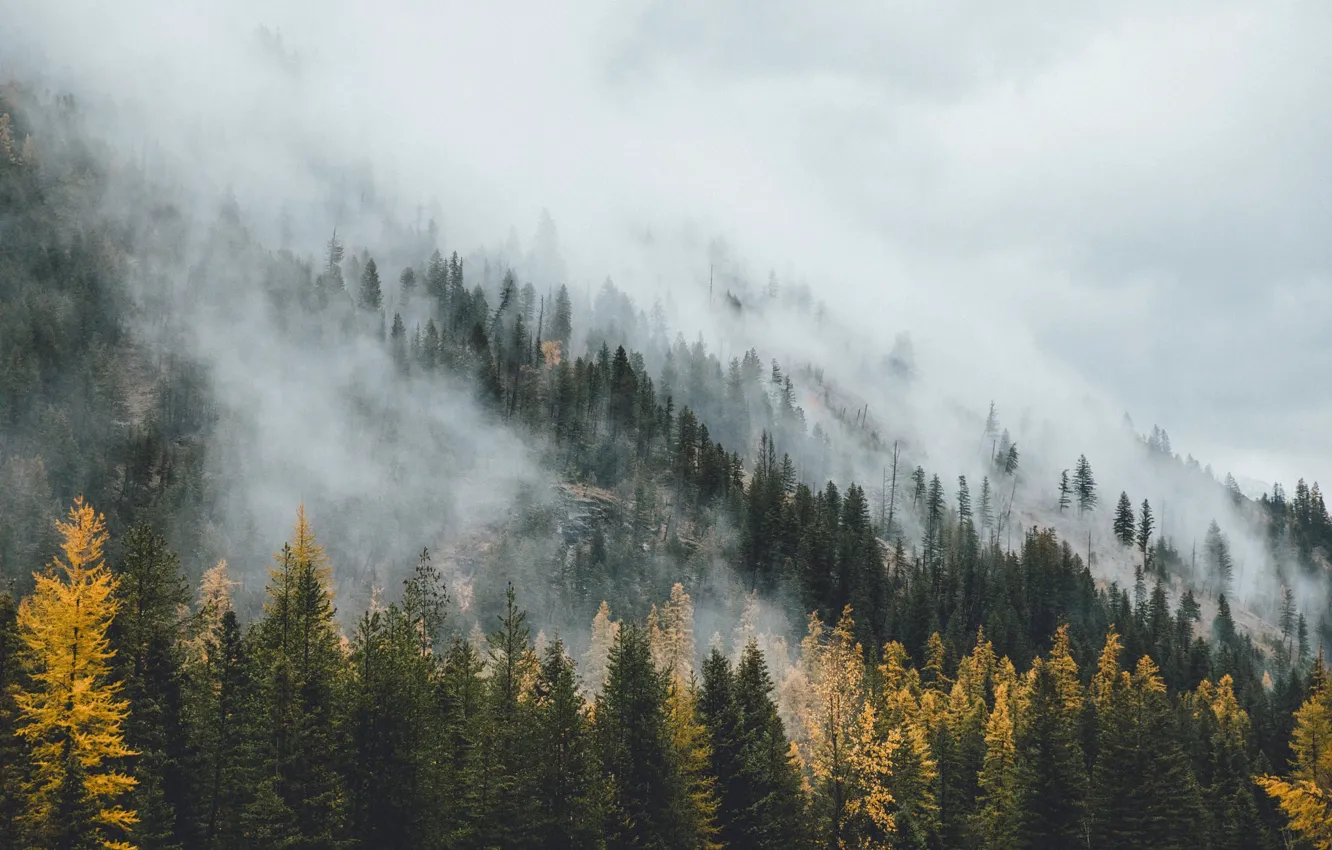 Фото обои осень, лес, туман, дымка