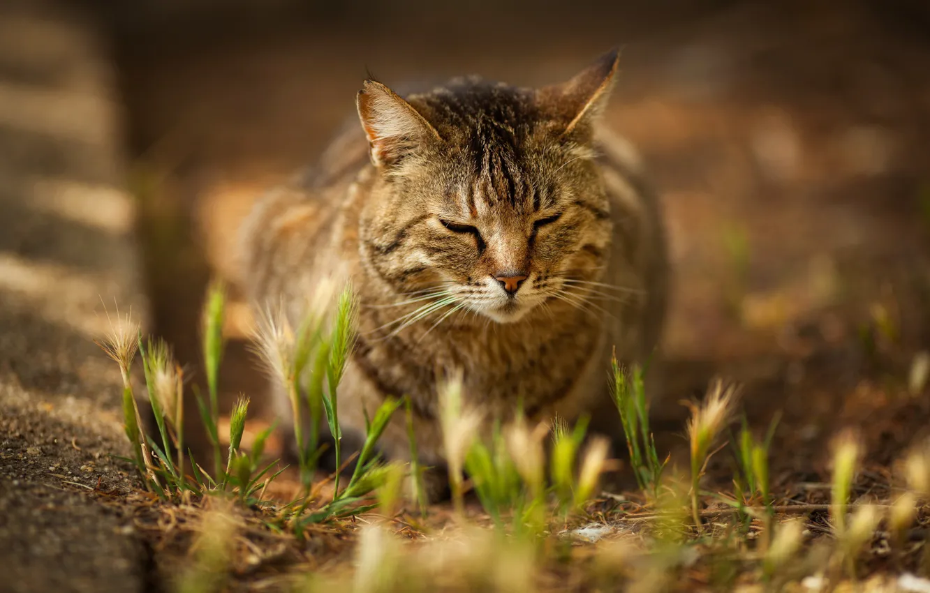 Фото обои трава, кот, мордочка, котейка, Виктория Герасименко