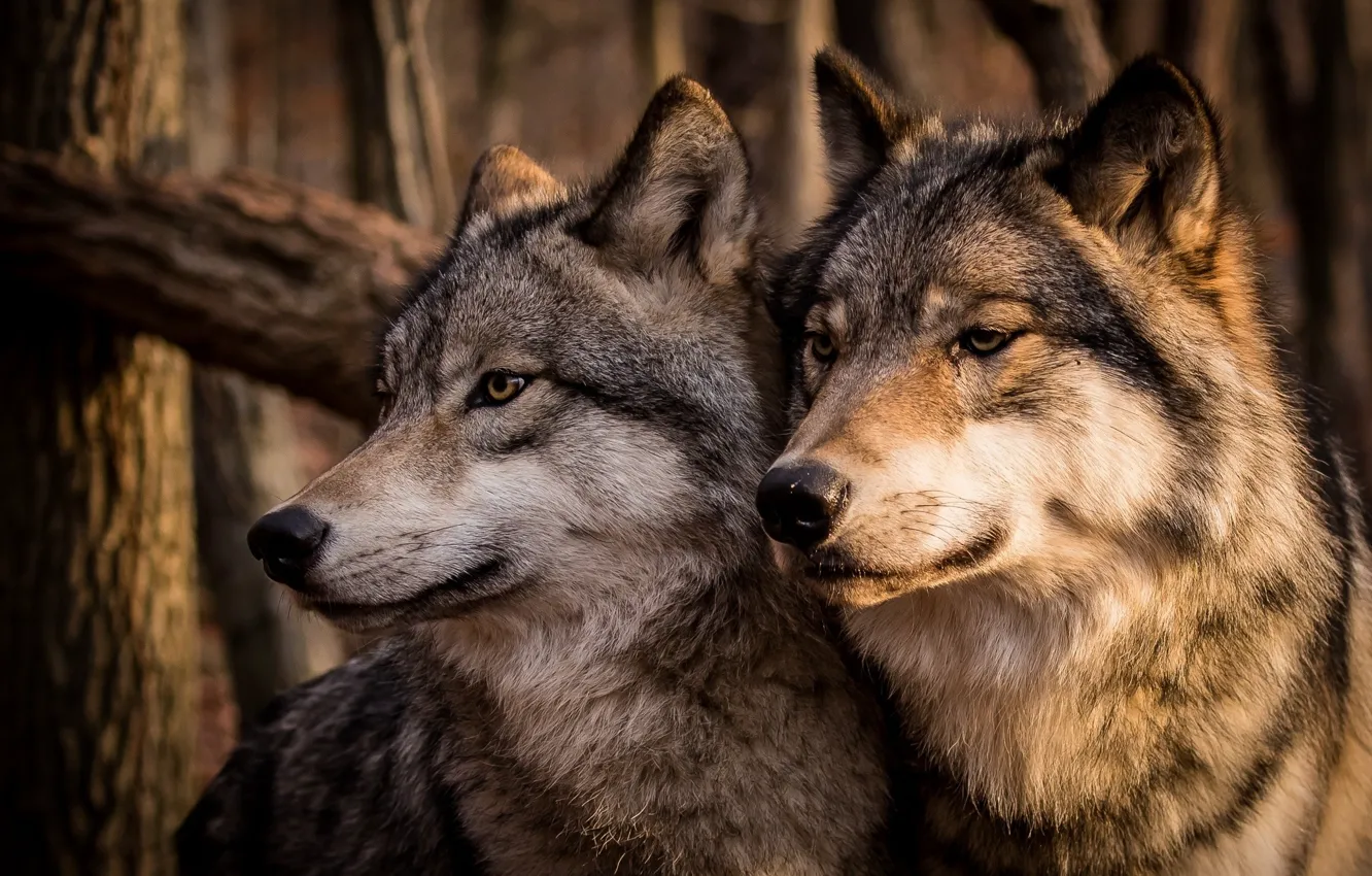 Фото обои семья, пара, Волки