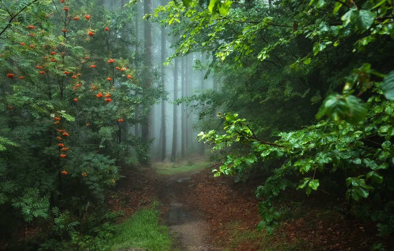 Фото обои лес, Германия, тропинка, Zauberwald