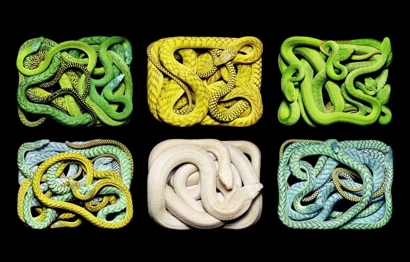Фото обои белый, змеи, желтый, зеленый, бирюзовый, разные
