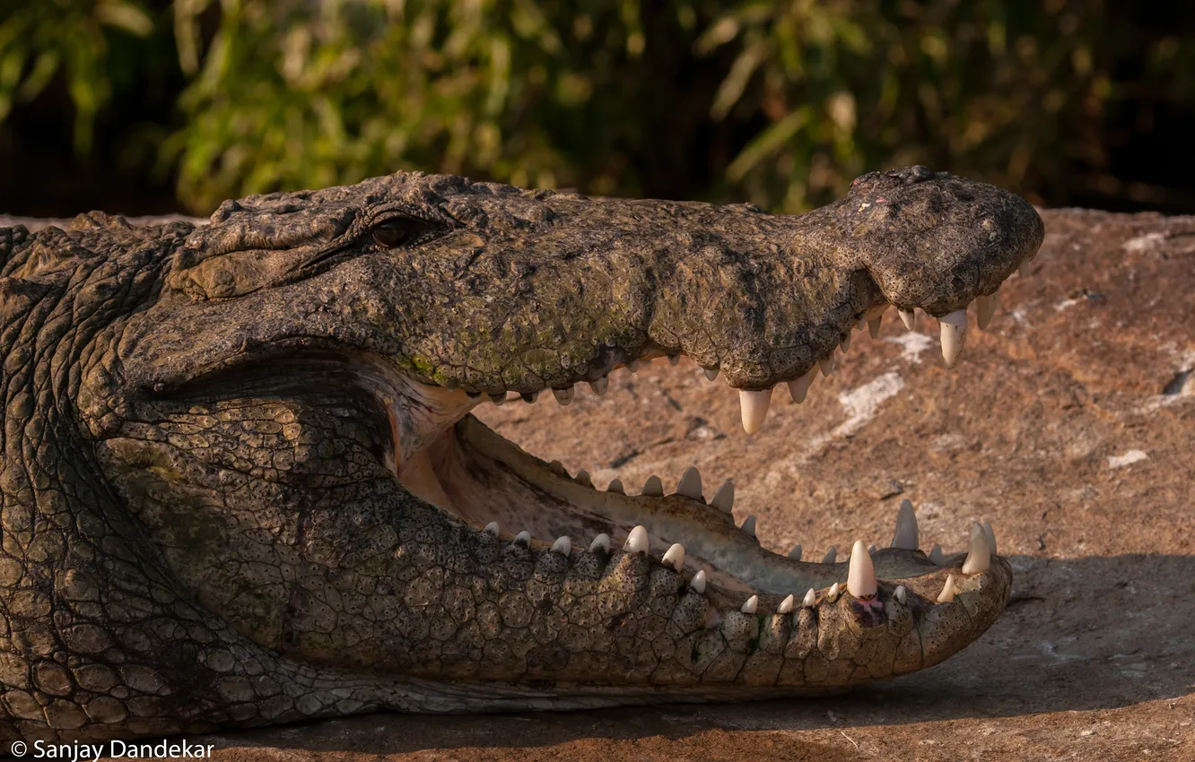 Фото обои челюсти, хищник, зубы, крокодил, пасть