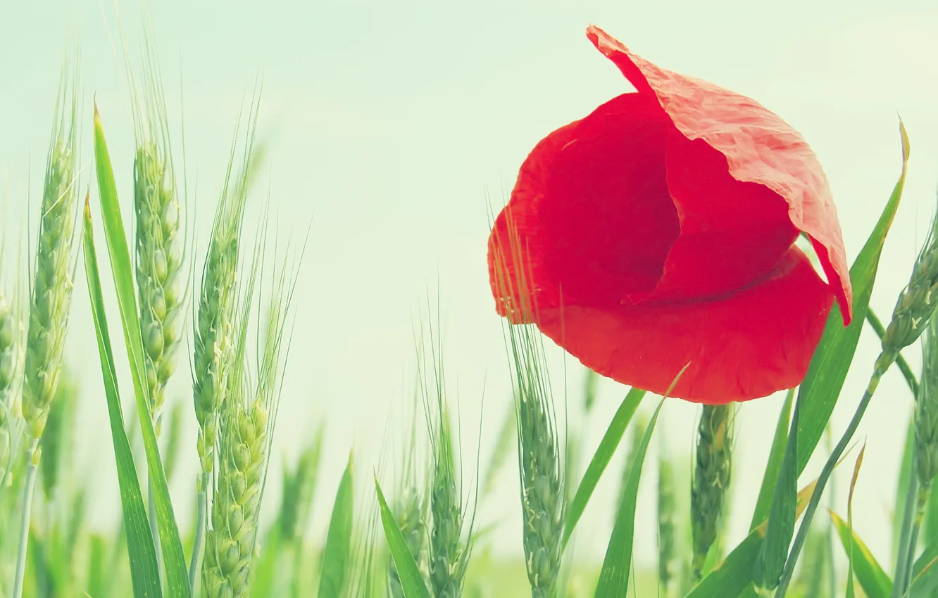Фото обои пшеница, поле, цветок, небо, макро, красный, мак, колосья