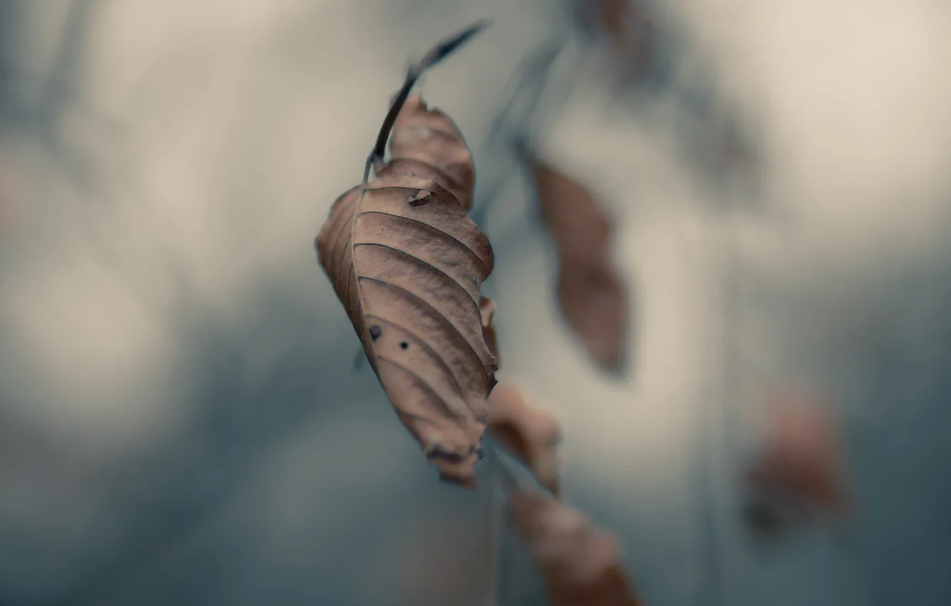 Фото обои осень, листья, макро, серость, ветвь, autumn