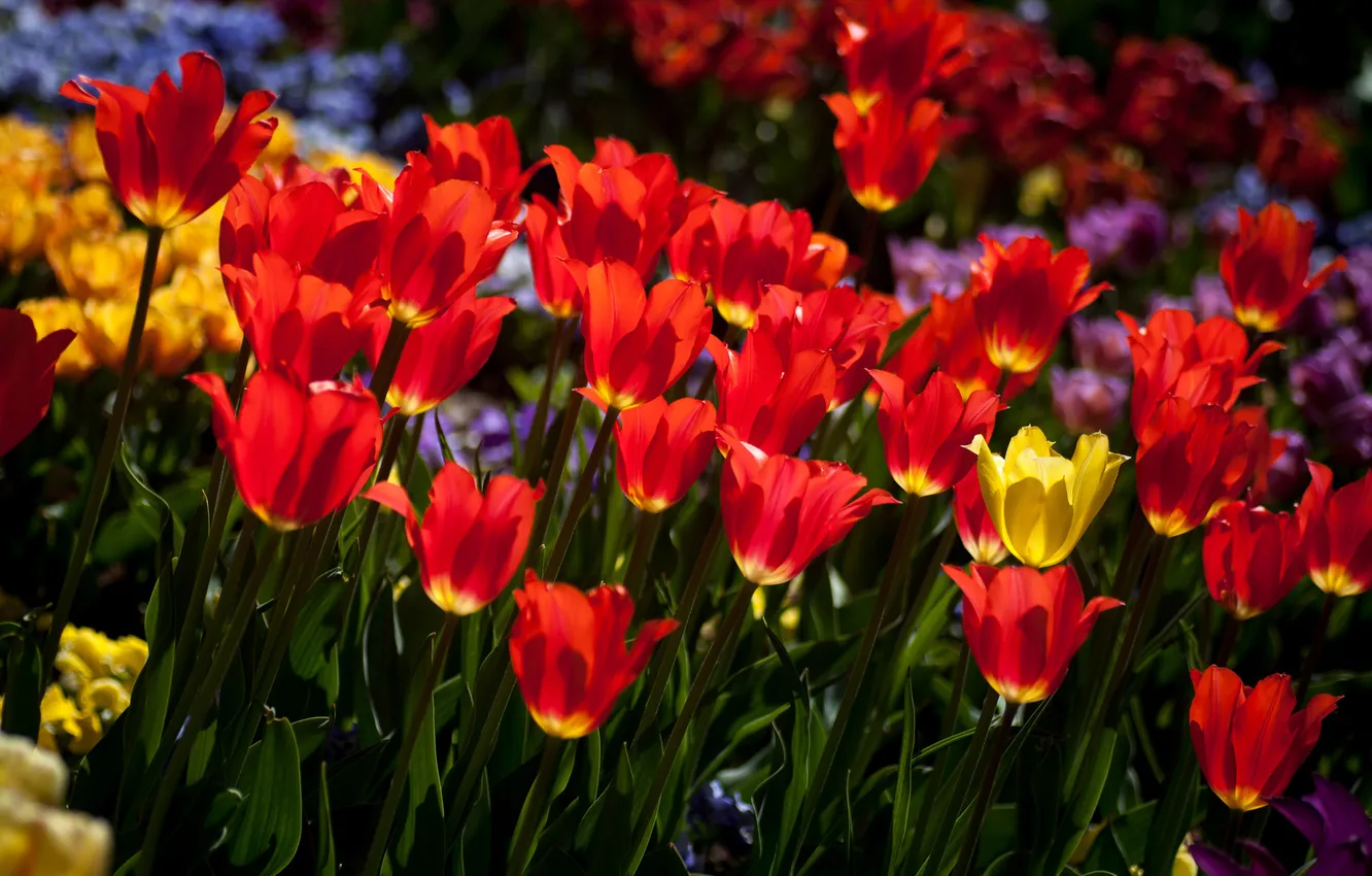 Фото обои солнце, весна, желтые, тюльпаны, красные, много
