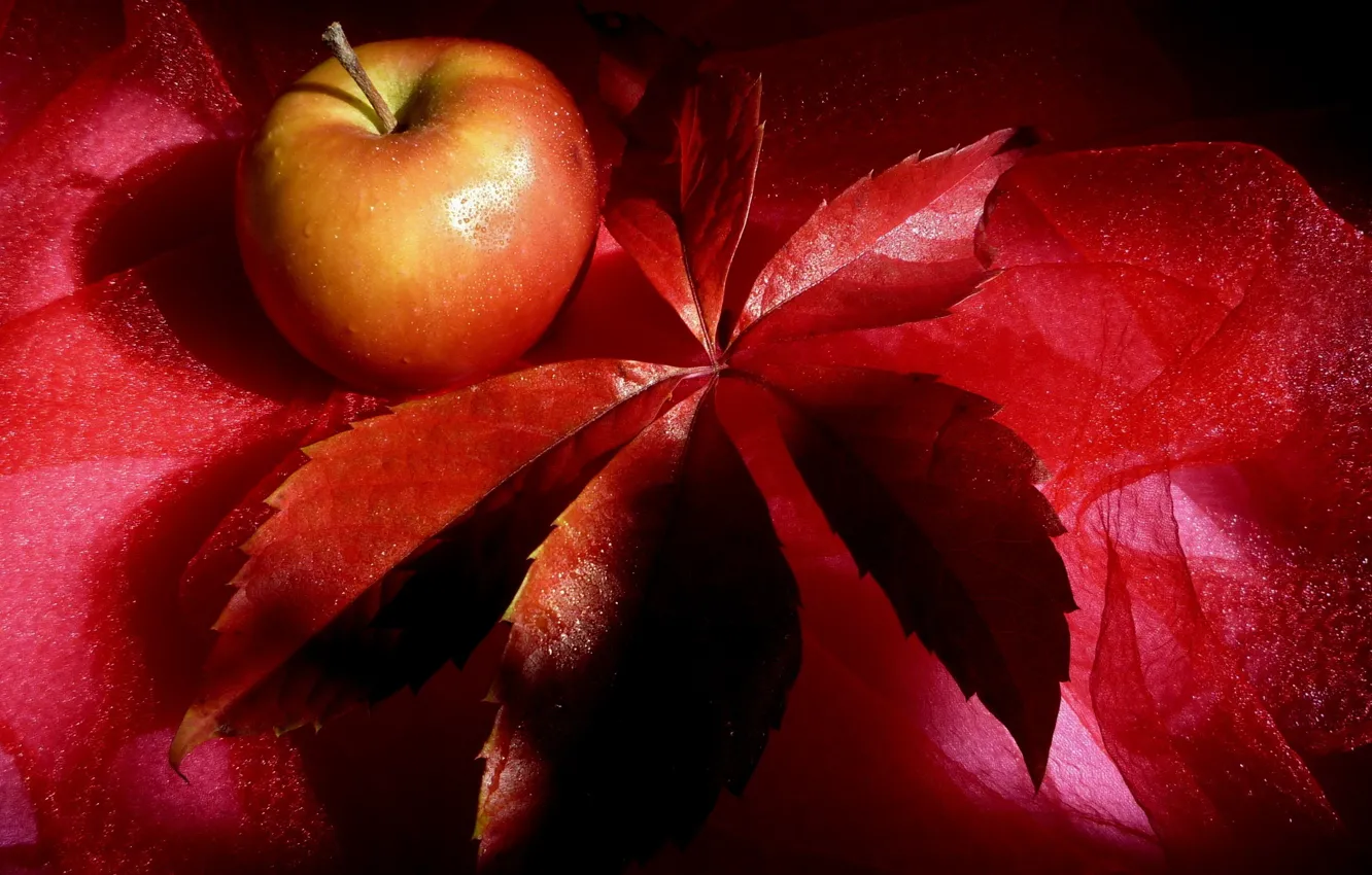 Фото обои красный, лист, apple, яблоко, фрукт, red, натюрморт
