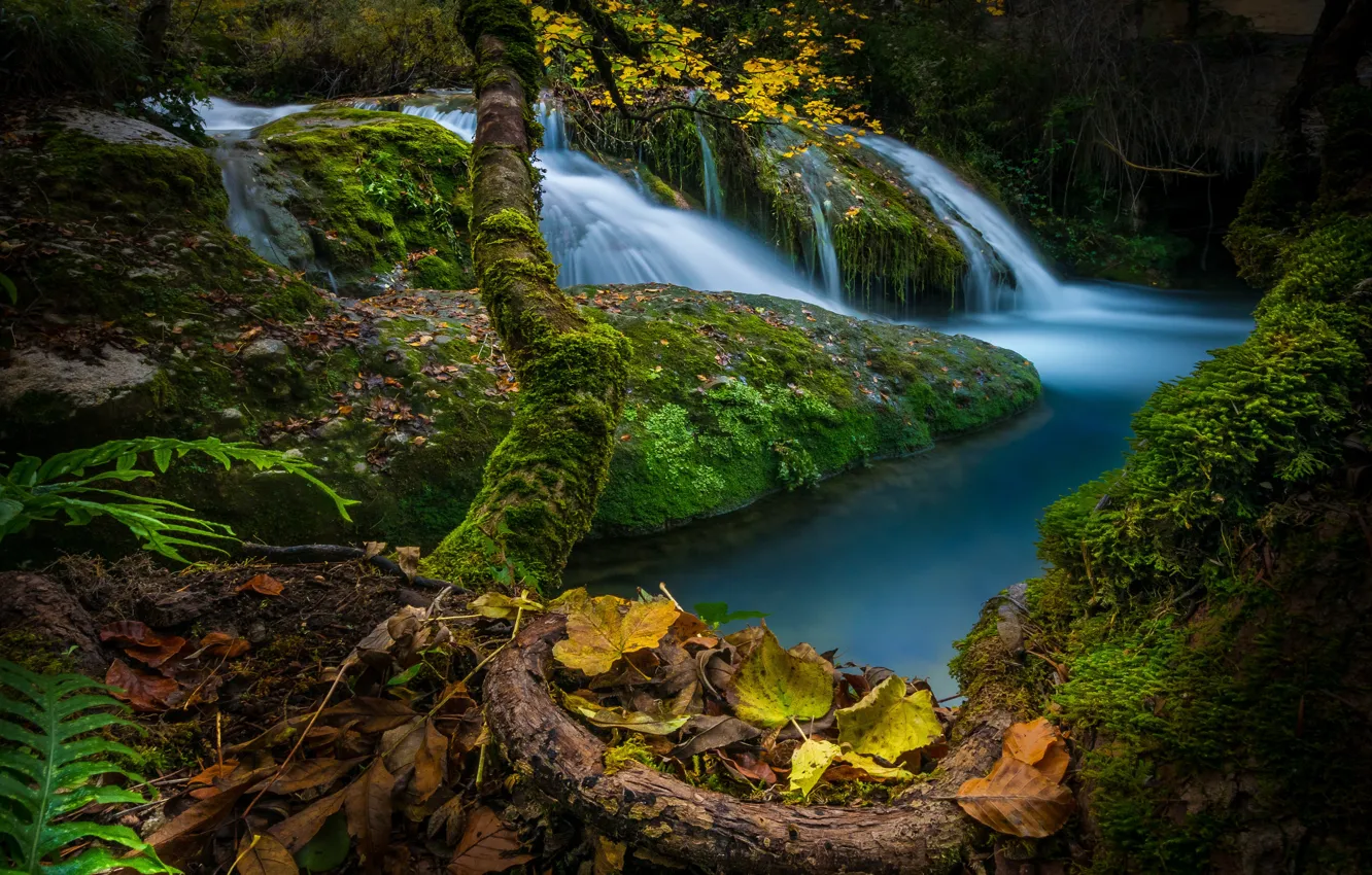 Фото обои осень, лес, листья, деревья, ручей, камни, водопад, мох