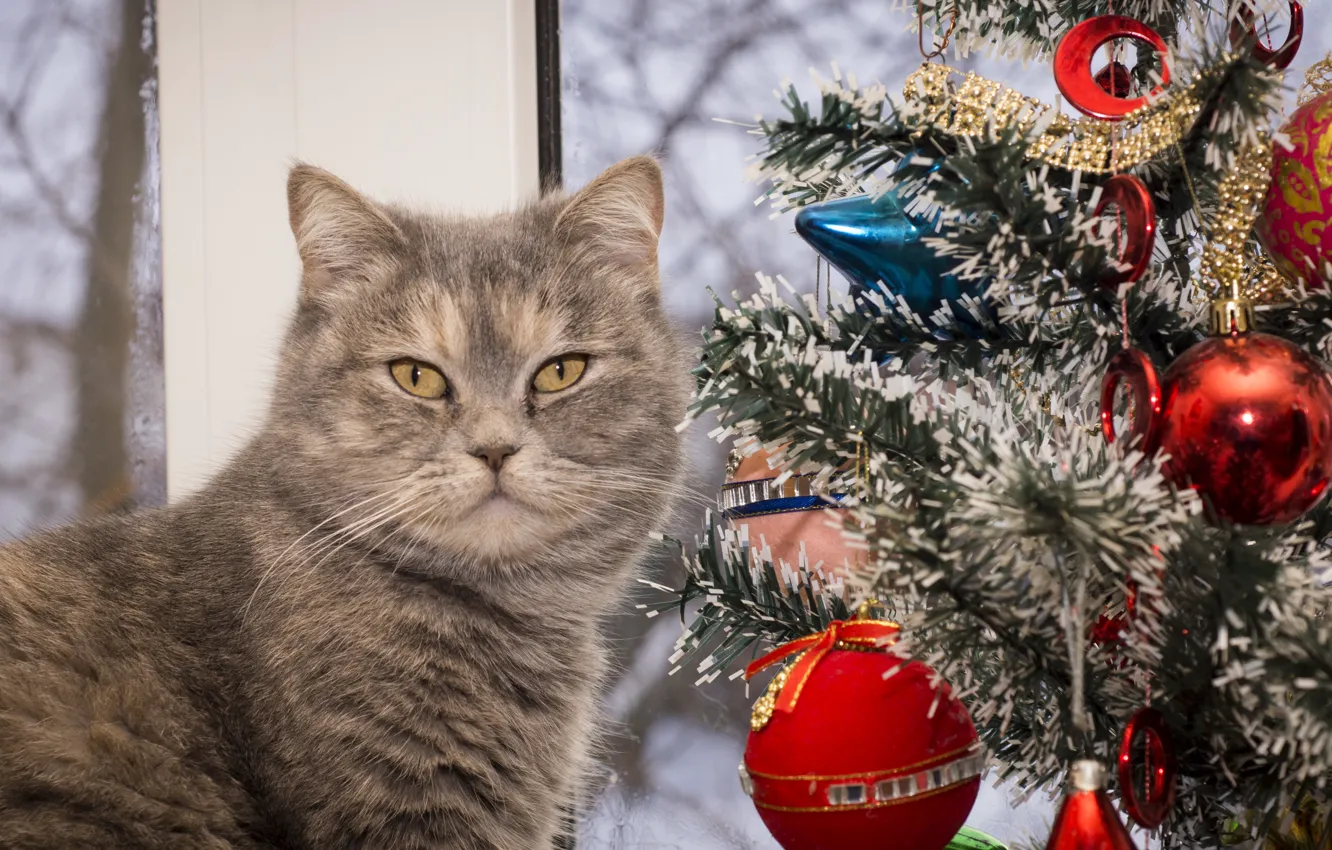 Фото обои кошка, праздник, елка, новый год