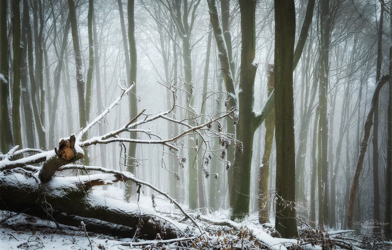 Фото обои зима, лес, снег, деревья, парк, валежник