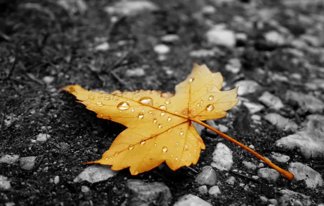 Фото обои осень, асфальт, лист, капельки, жёлтый, дождь