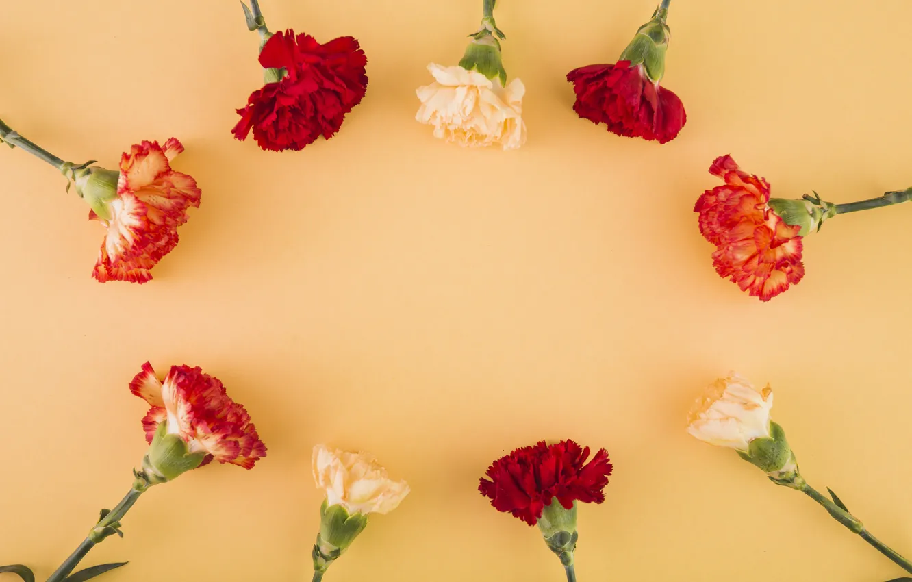 Фото обои цветы, фон, гвоздики