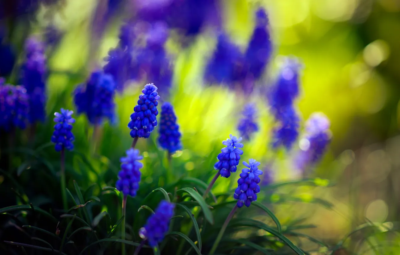 Фото обои цветы, природа, hyacinth