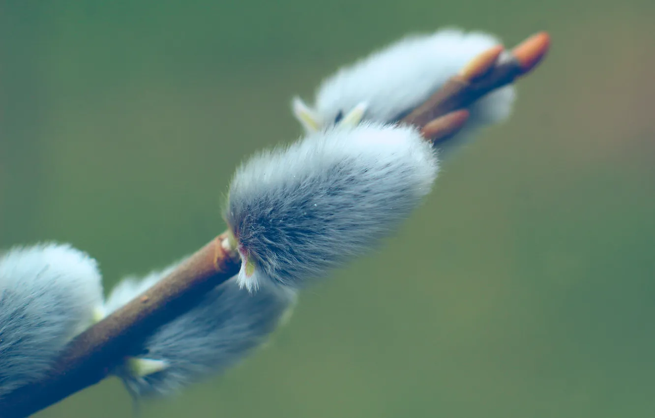 Фото обои spring, twig, base kitten