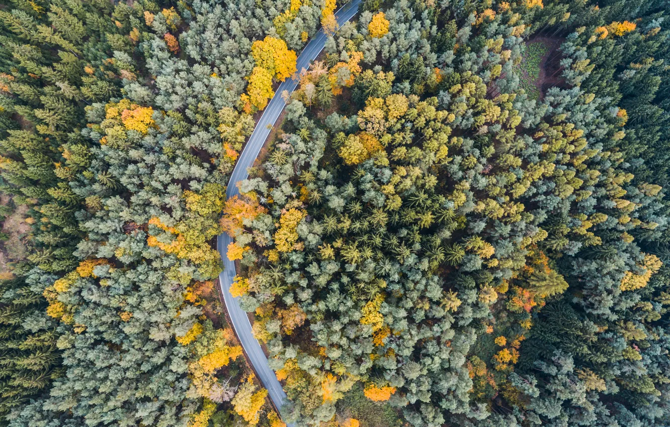 Фото обои дорога, осень, лес, деревья, много