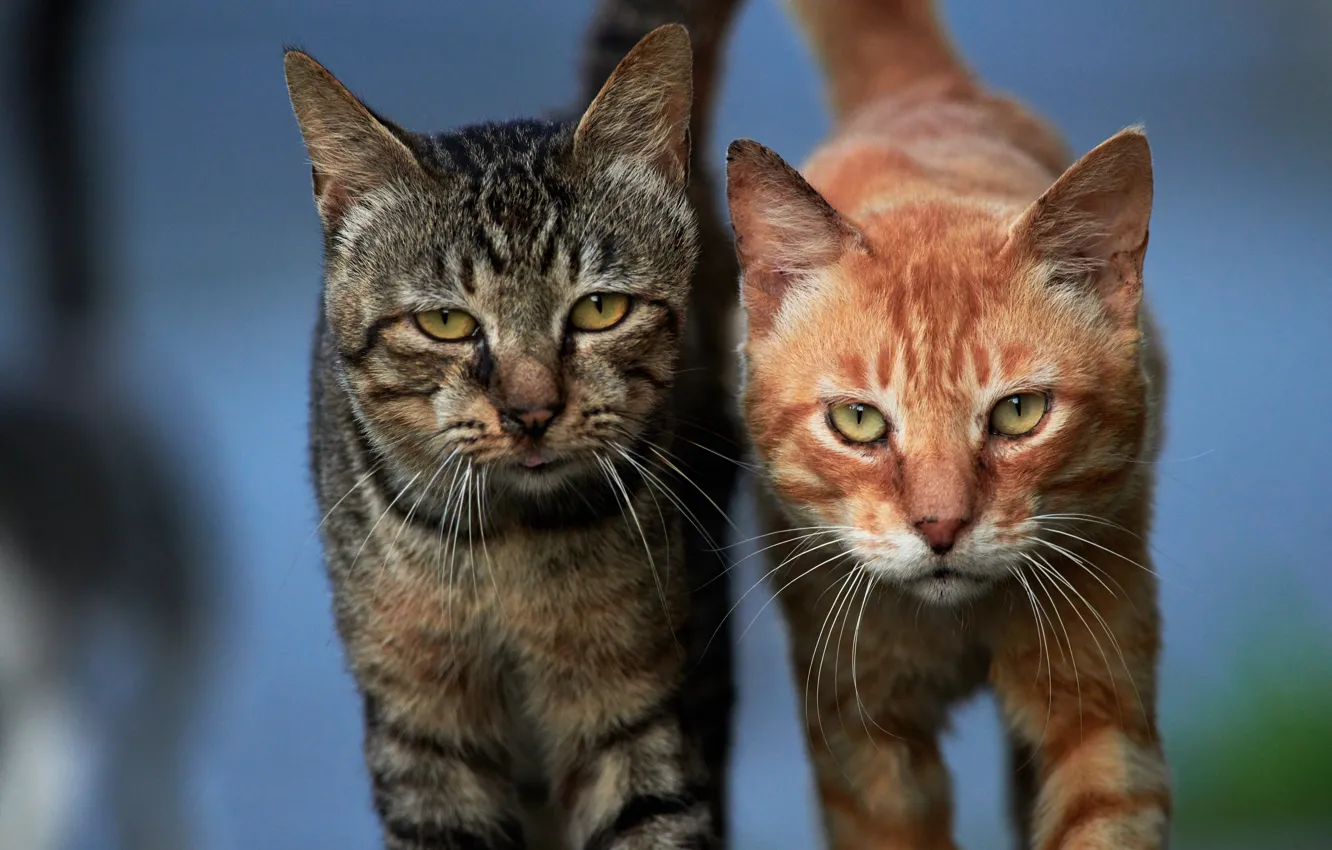 Фото обои взгляд, кошки, фон, коты, парочка, мордочки, котейки, два кота