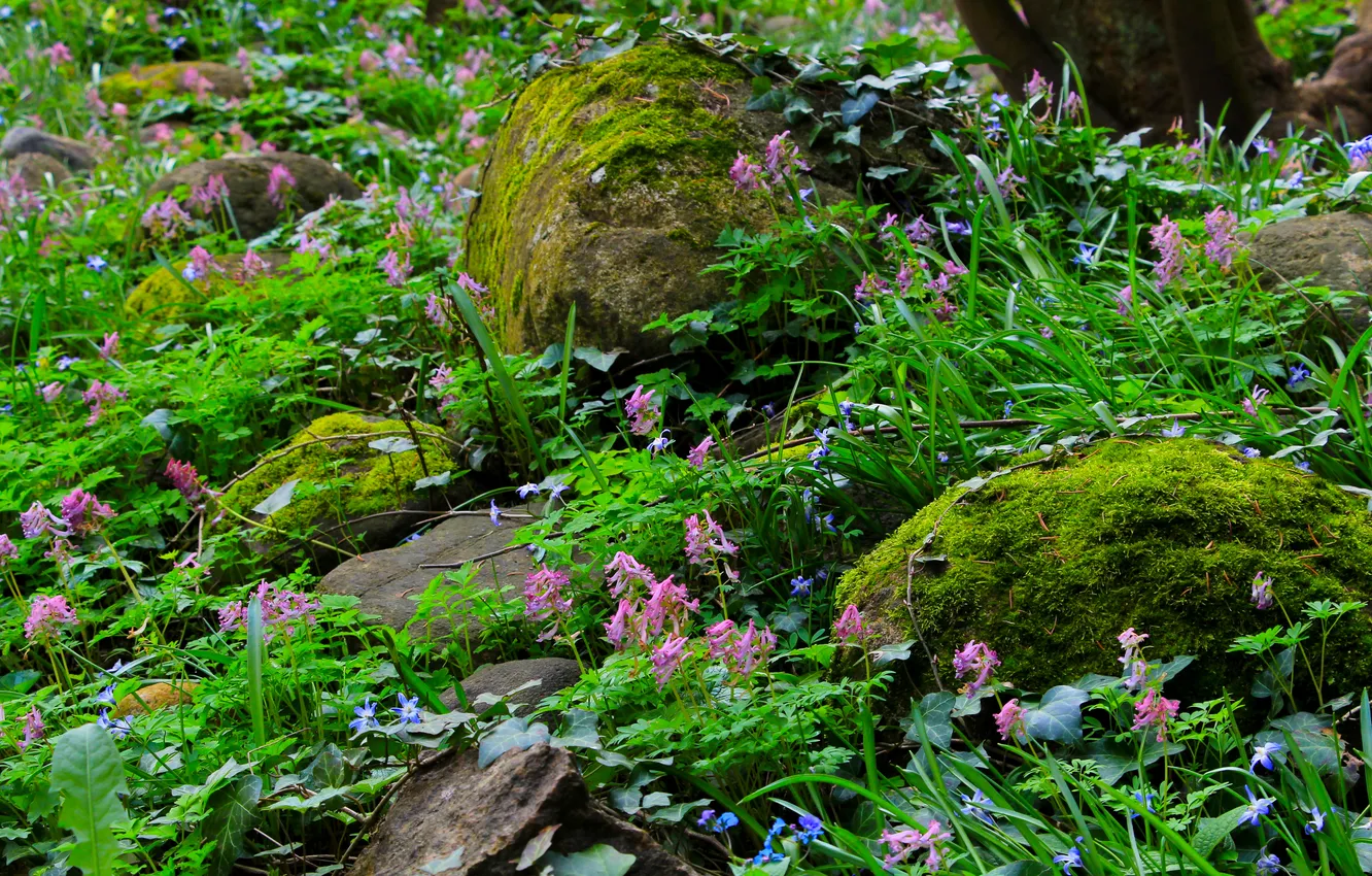 Фото обои flower, stones, plant