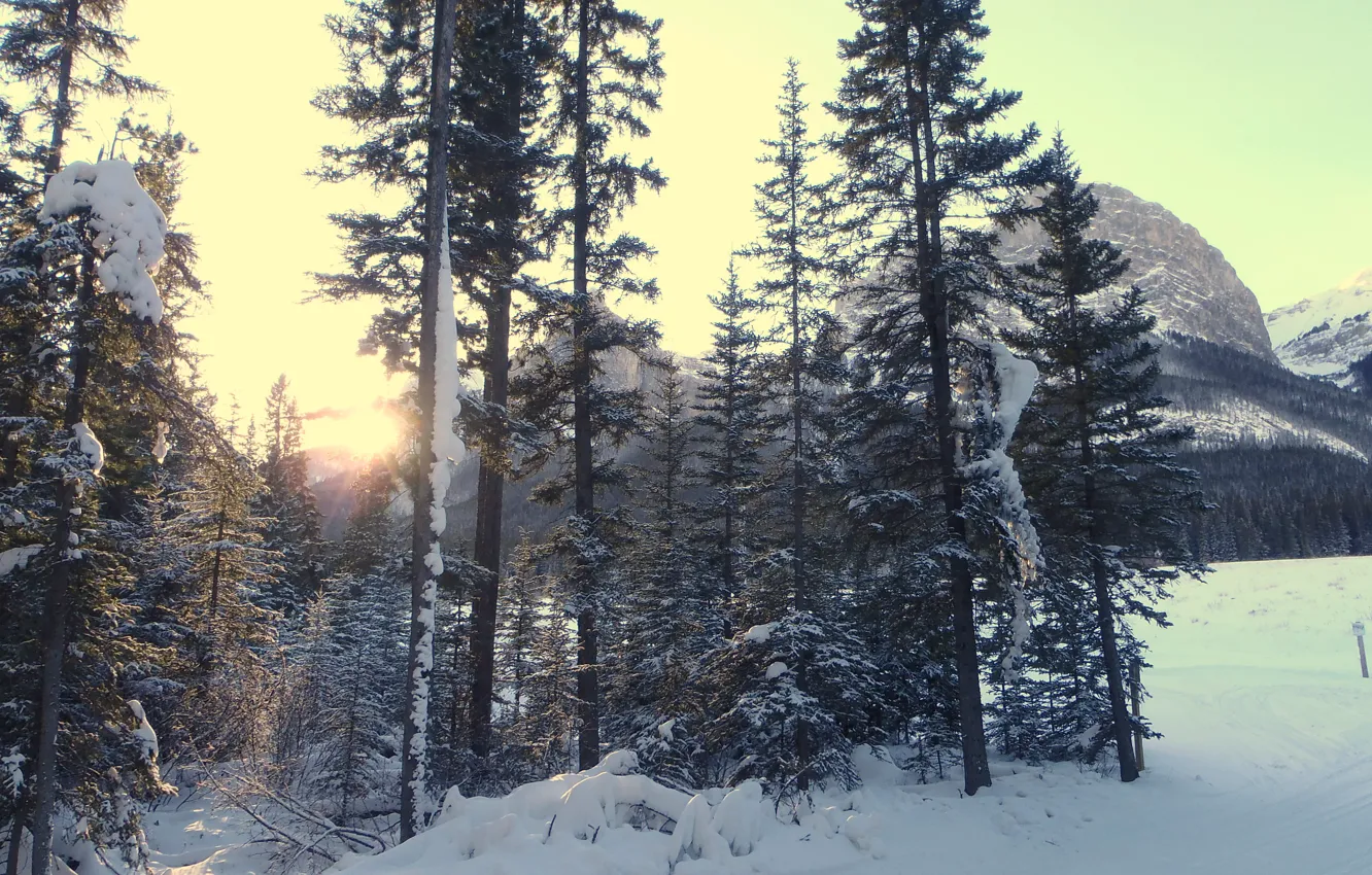 Фото обои зима, лес, снег, горы, природа