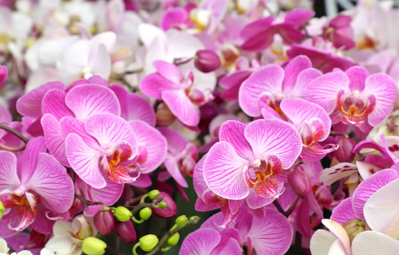 Фото обои цветы, орхидеи, цветение, flowers, orchids, flowering