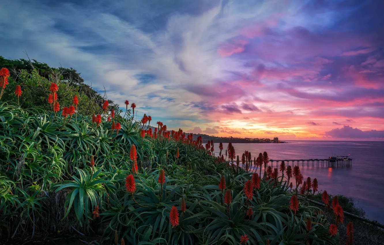 Фото обои море, небо, закат, цветы, берег, вечер, алоэ, Сан-Диего