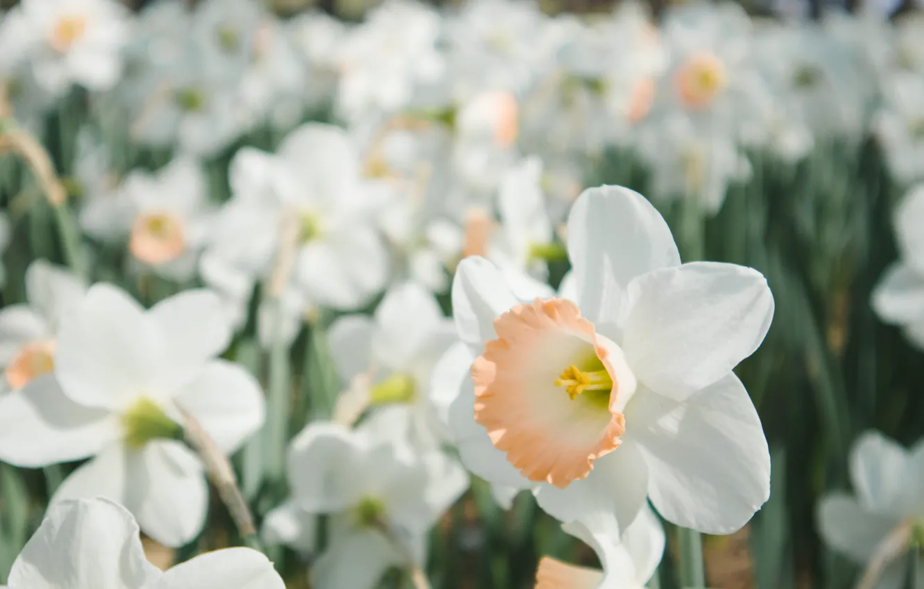 Фото обои поле, цветы, лепестки, белые, нарциссы, Narcissus