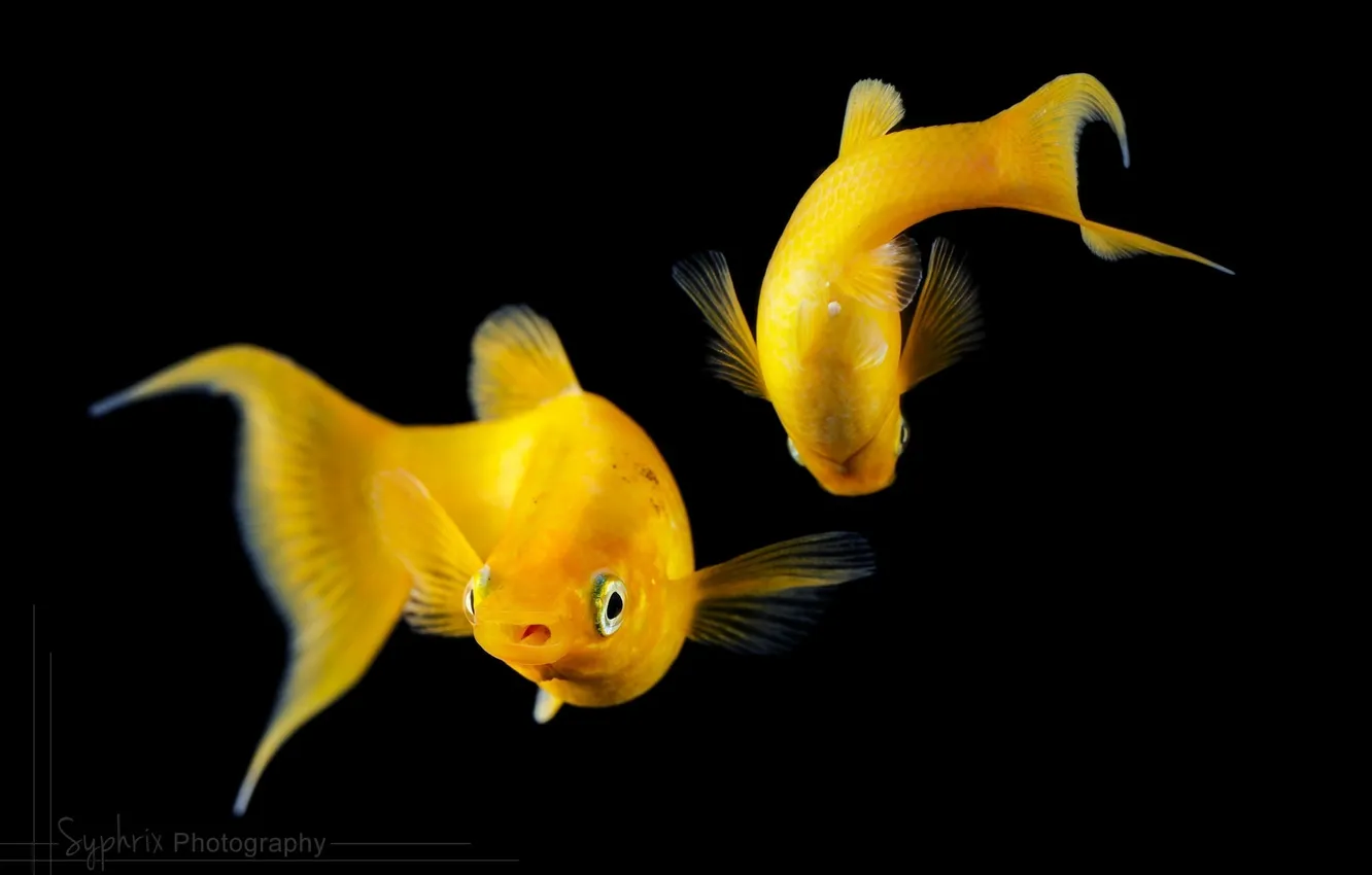 Фото обои рыбки, рыбы, темный фон, аквариум, пара