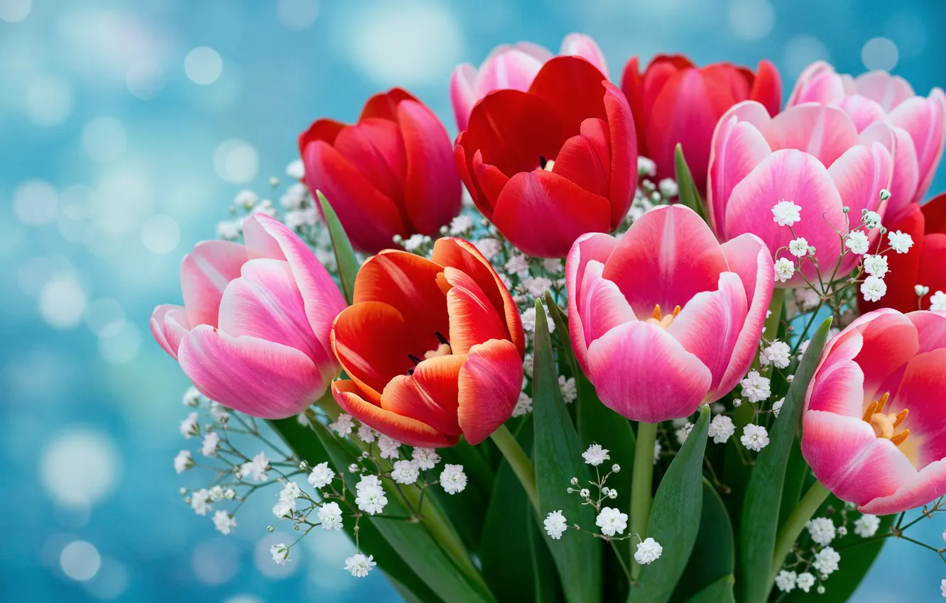 Фото обои букет, тюльпаны, wallpaper, 8 марта, tulips, bouquet, March 8, бокке