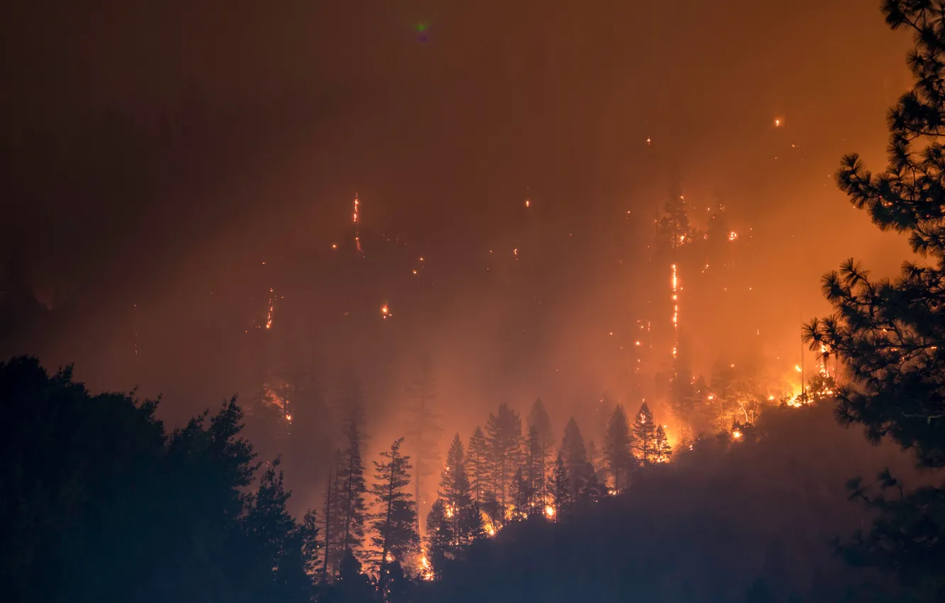 Фото обои fire, hot, forest, night