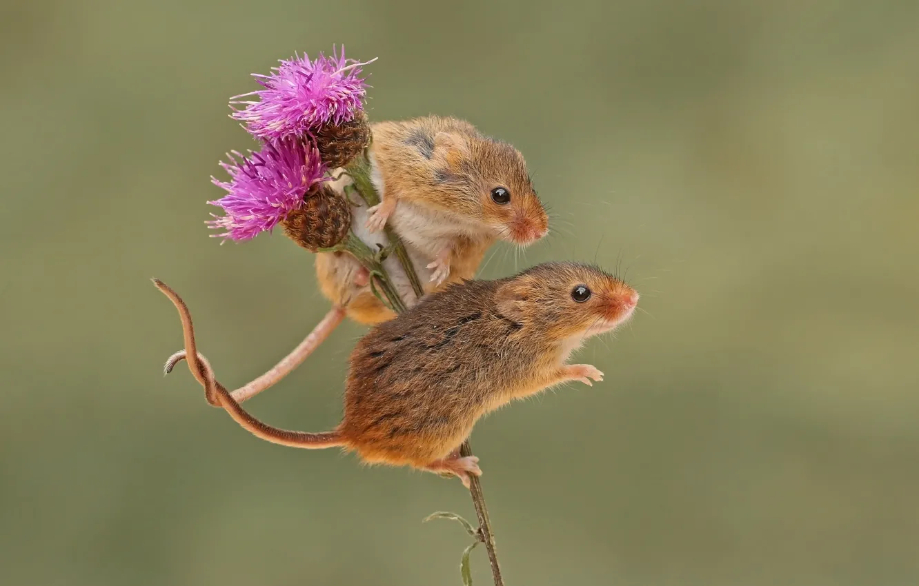 Фото обои фон, парочка, мышки, грызун, мышь-малютка, harvest mouse, бодяк