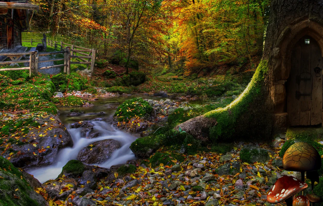 Фото обои лес, листья, деревья, дом, грибы, склон, дверь, фонарь