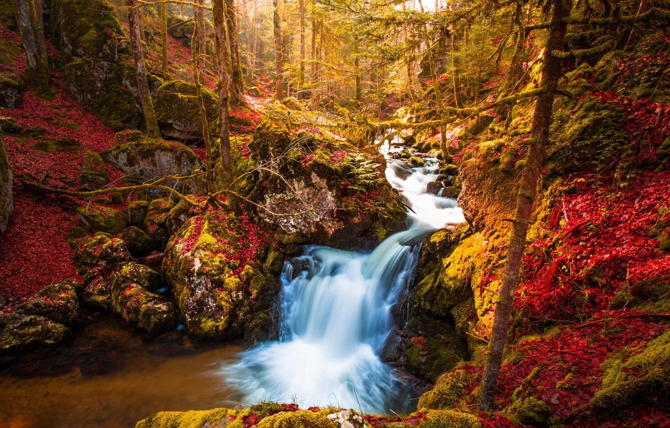 Фото обои осень, лес, деревья, природа, водопад