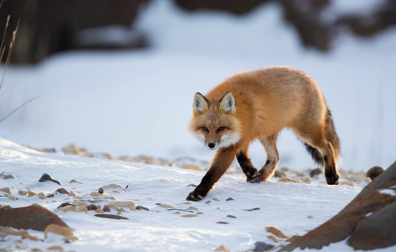 Фото обои зима, взгляд, снег, лиса, рыжая, прогулка, лисица
