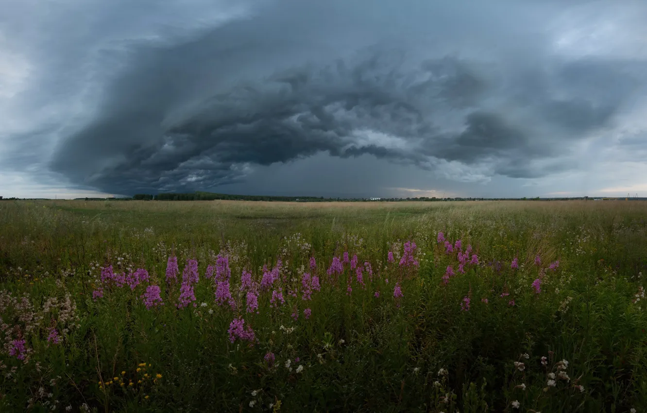 Фото обои поле, лето, небо, цветы, тучи, шторм, поля, Россия