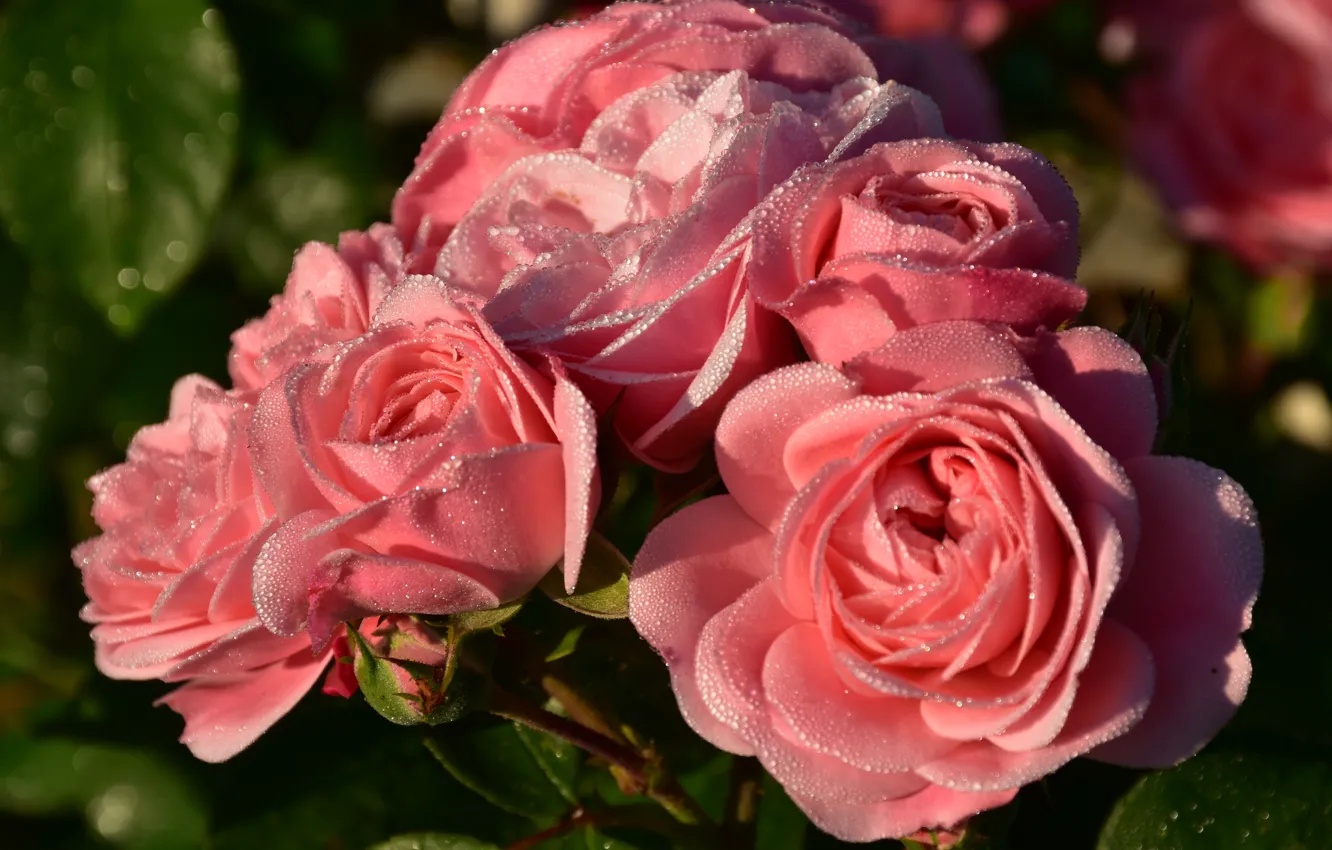 Фото обои капли, роса, розы, лепестки, бутоны