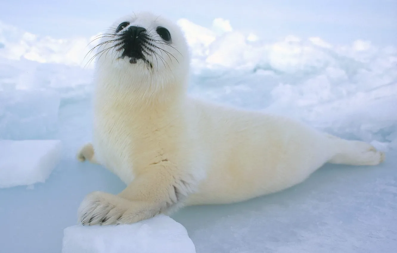 Фото обои животные, снег, тюлень, малыш, белёк