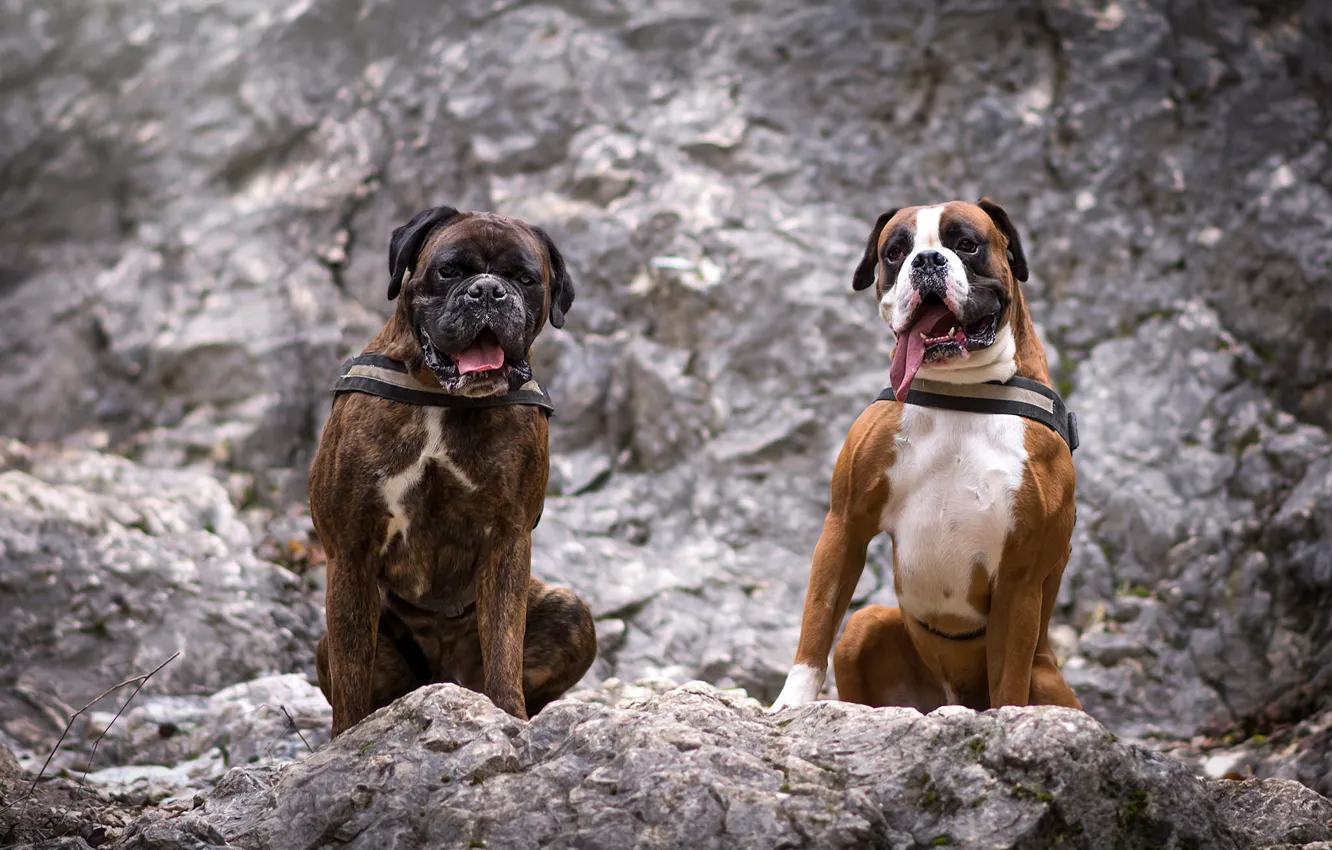 Фото обои собаки, природа, фон