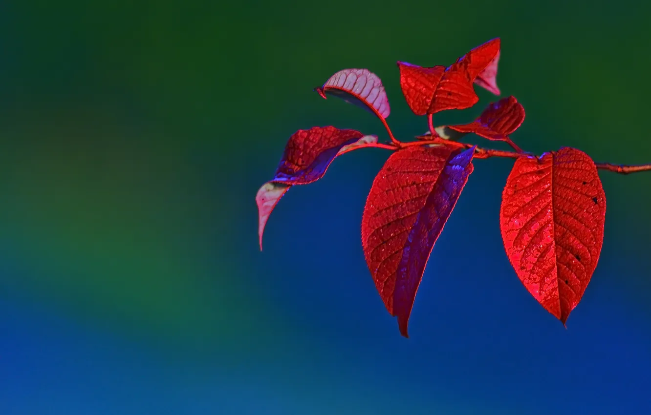 Фото обои листья, красный, природа, обои, цвет