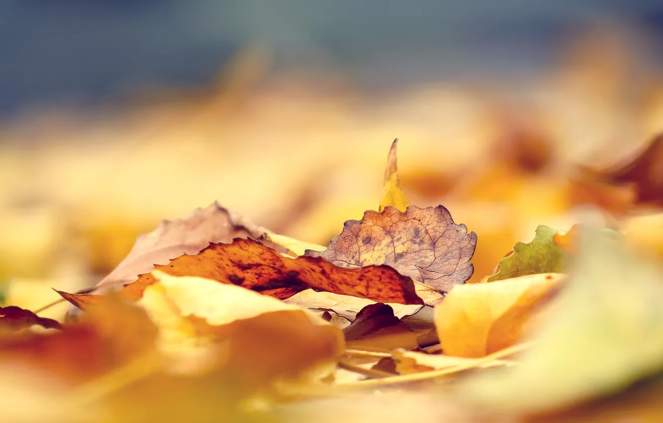 Фото обои осень, листья, фокус, желтые