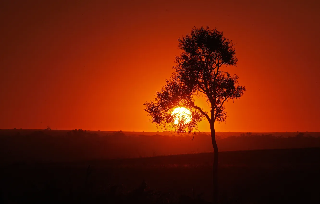 Фото обои небо, солнце, закат, дерево, силуэт