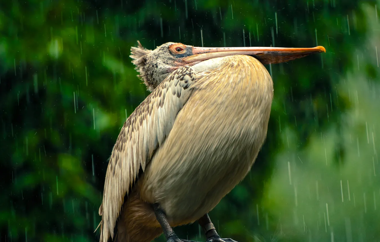 Фото обои дождь, птица, клюв, пеликан